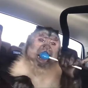 Meet your Posher, Seltzer